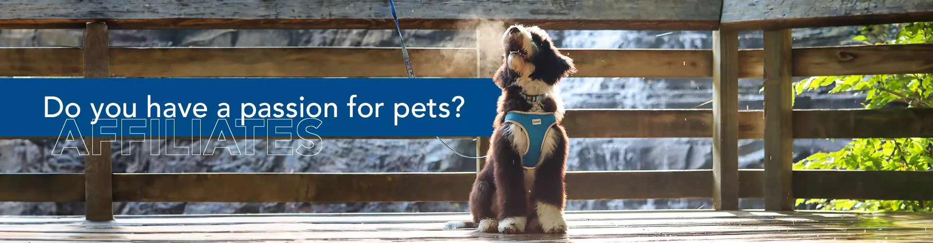A dog on a wooden observation deck with a waterfall in the background with the text "Do you have a passion for pets?" on a blue banner.