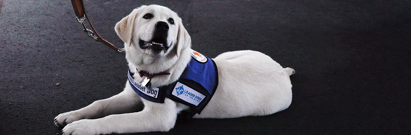 A cream colored dog wearing a blue Leader Dogs for the Blind vest is laying on the ground, looking up at the camera while smiling.
