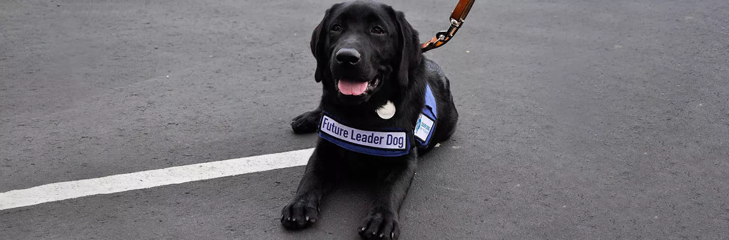 A black dog wearing a blue Leader Dogs for the Blind vest is laying on the ground while looking up at the camera, smiling.