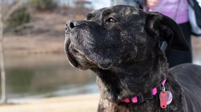 A Cane Corso with a pink Inspire collar standing near a body of water.