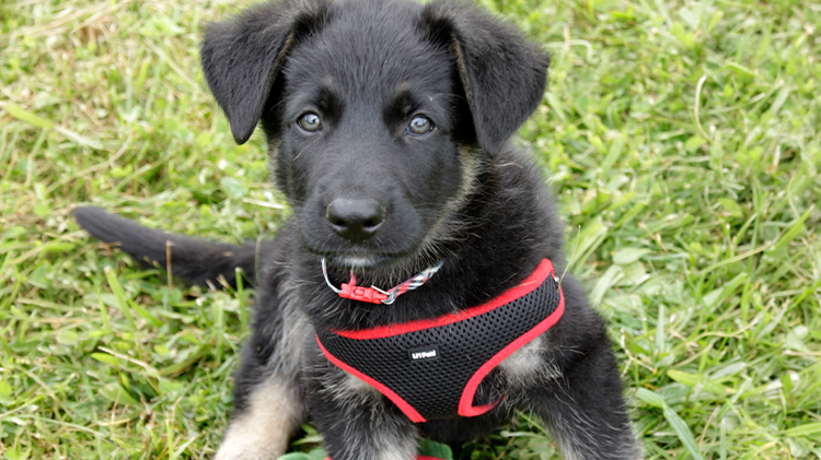 Dark colored puppy with floppy ears wearing a black mesh harness with red edging and a red, black, and white collar.