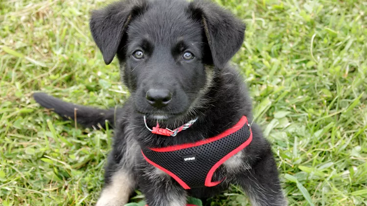 Dark colored puppy with floppy ears wearing a black mesh harness with red edging and a red, black, and white collar.
