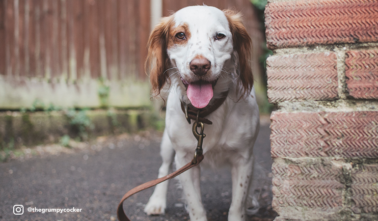 pet circle dog collars