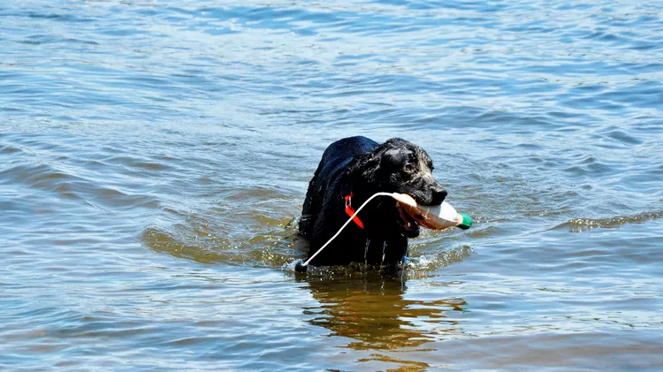 Black dog wearing a red collar standing in shallow water, carrying a light-colored foam mallard with a rope handle, surrounded by rippling blue water.