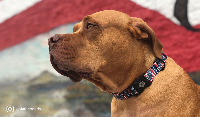 harley davidson large dog harness