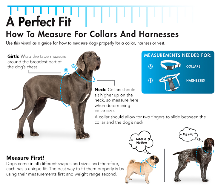 Coastal Pet Products 14401 PMK12 Soy 5/8 Adjustable Dog Collar-Neck Size Harnesses 8-12 