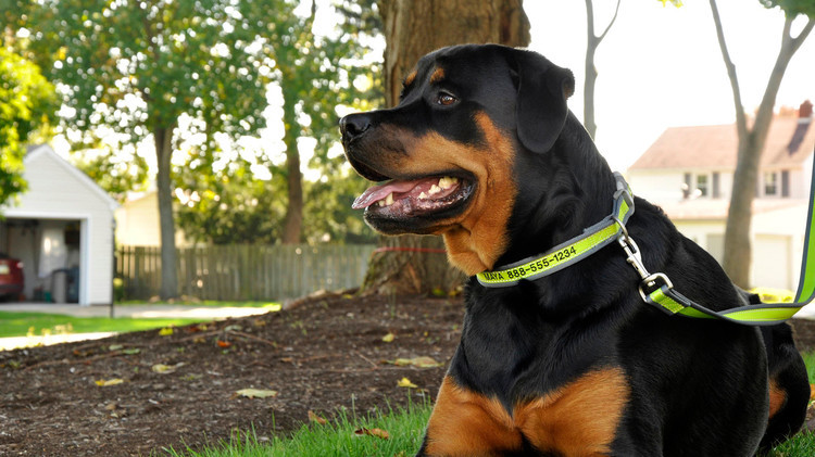 Rottweiler wearing a green and gray personalized collar and leash.