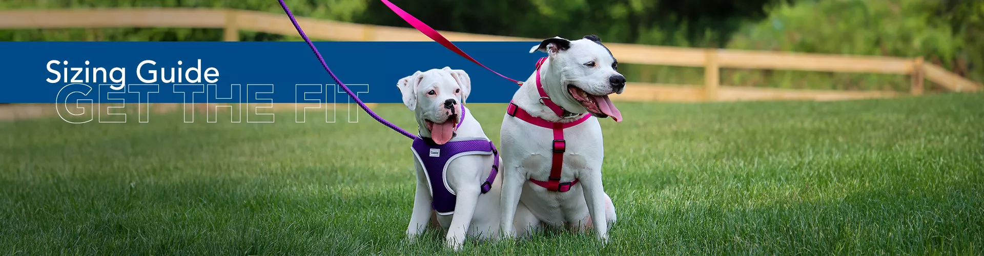 Two dogs wearing collars and harnesses, being held by leashes, with the text spring guide to get the fit.