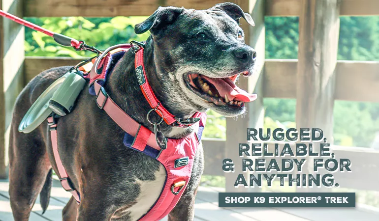 Coastal Dog Harness How to Put on: Easy Step-by-Step Guide