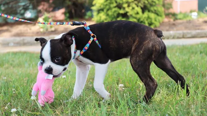 A playful Boston Terrier dog, wearing a Li'l Pals collar, leash, and harness set, has fun with a pink toy, a Li'l Pals plush pig.