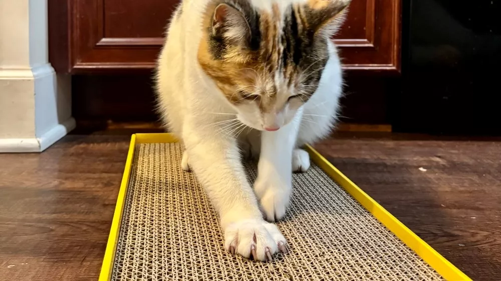 A cat scratches its front claws on a rectangular cardboard scratch pad with a yellow border, positioned on a wooden floor in front of kitchen cabinets.
