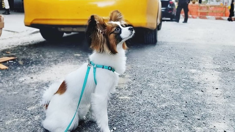 Small dog wearing a teal harness sits on a paved city street, looking upward, with a yellow vehicle and traffic barriers in the background.