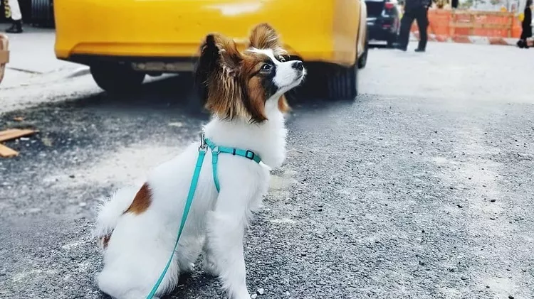 Small dog wearing a teal harness sits on a paved city street, looking upward, with a yellow vehicle and traffic barriers in the background.