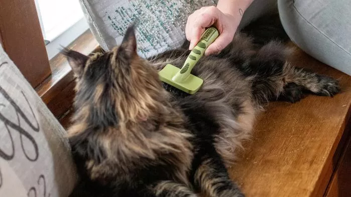 A long-haired cat is being brushed with a Safari cat brush that has a green handle. The cat is lying on its side on a wooden surface with cushions in the background, while a person gently brushes its thick, fluffy body fur.