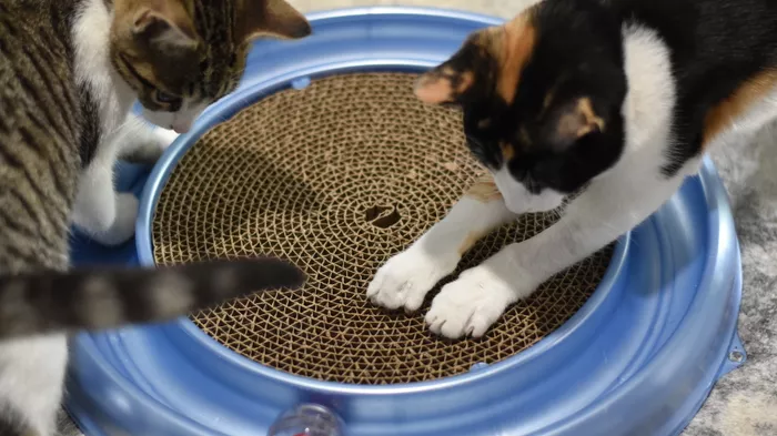 Two adorable kittens having a blast with a Turbo Scratcher cat toy.