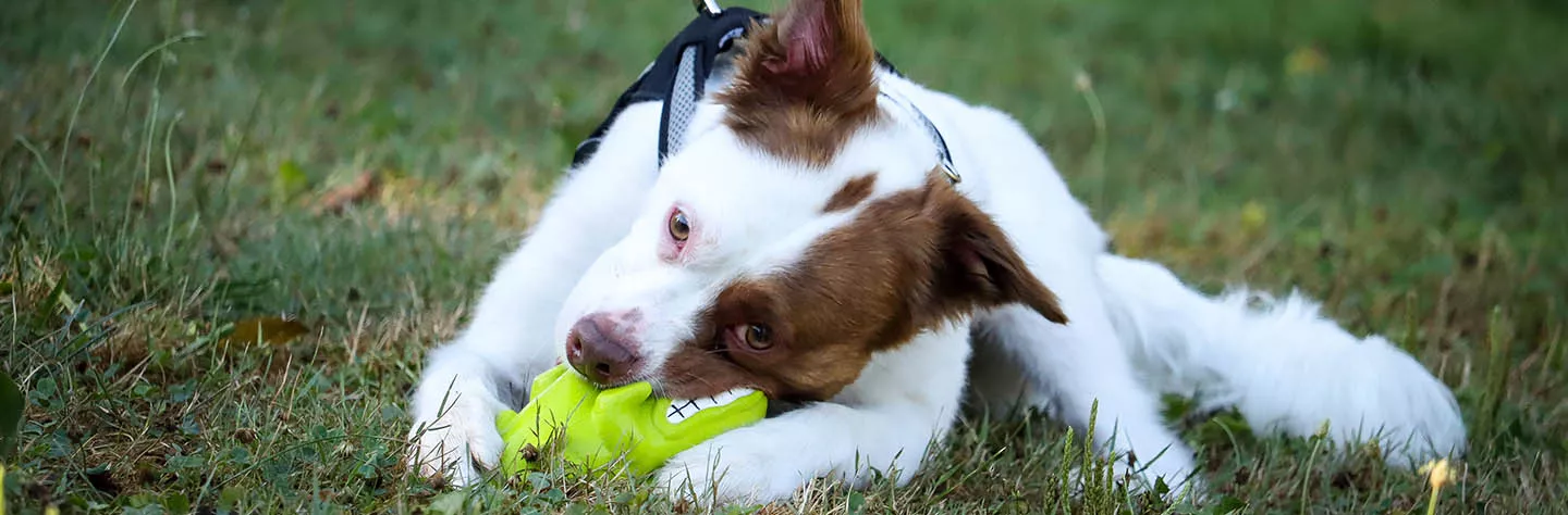 Why Blind Dogs Can Play Fetch, Find Toys, and Stay on Track