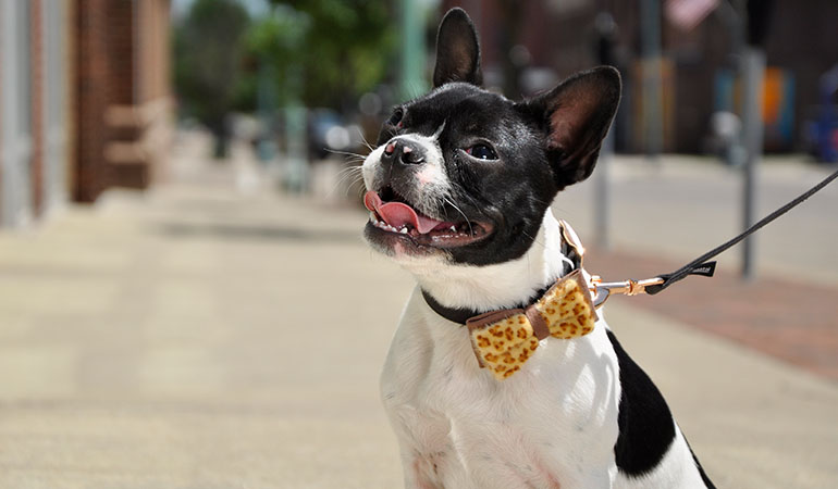 bitenot collar canada