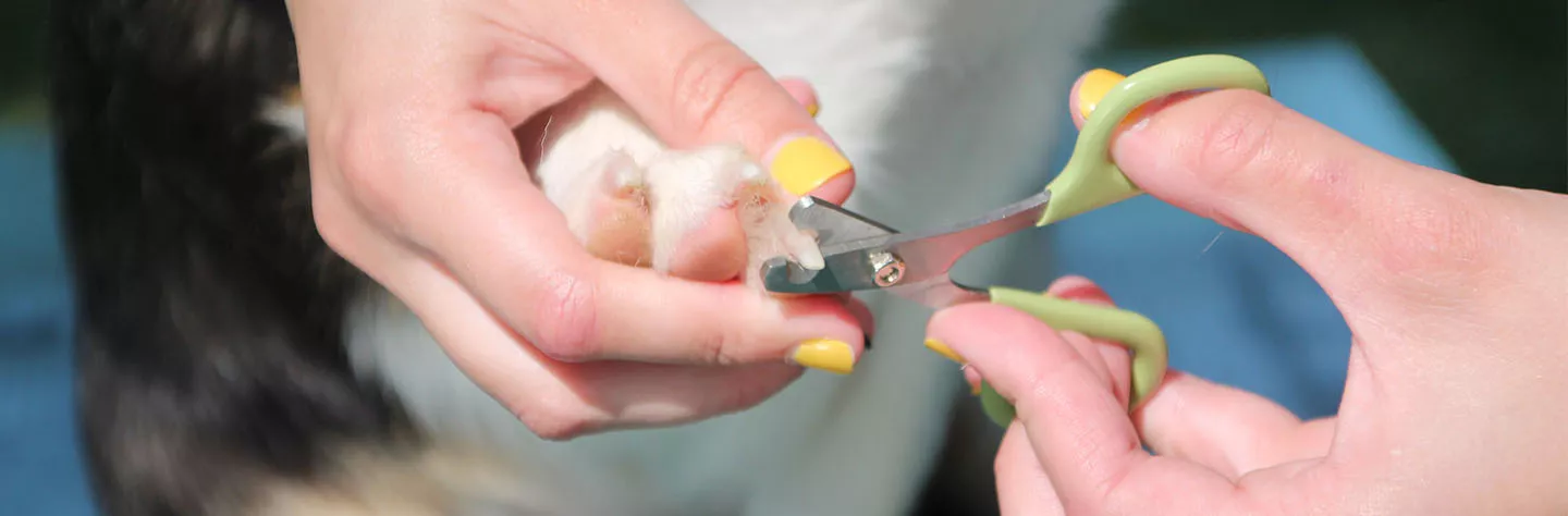 6 Tips for Trimming Your Dog's Nails at Home | Coastal Pet Products
