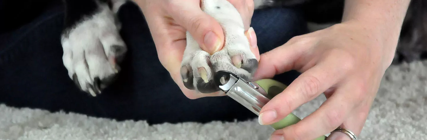 6 Tips for Trimming Your Dog's Nails at Home | Coastal Pet Products