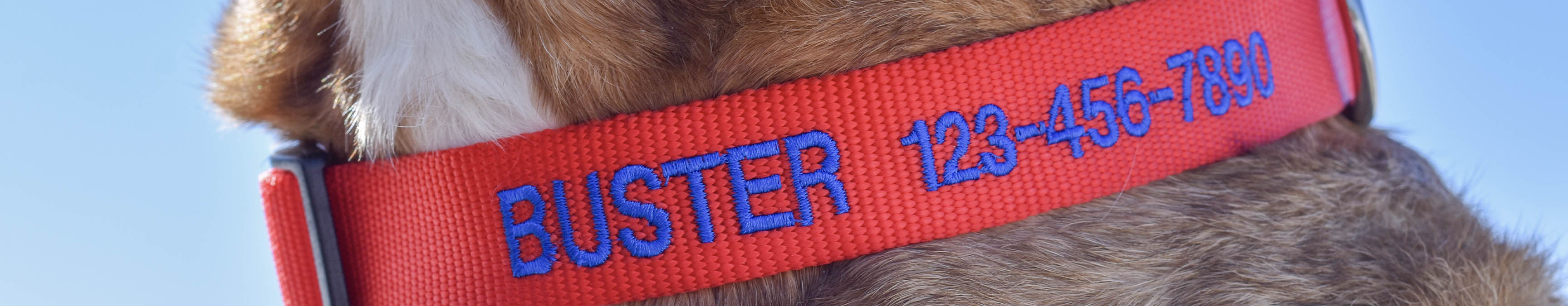 COASTAL PET PRODUCTS Leuchtender Halsring – Orange, Kunststoff, Einheitsgröße Für Hunde, Sichtbarkeit Bei Dunkelheit