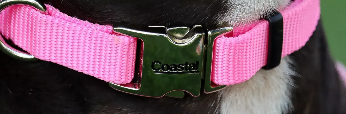 https://www.coastalpet.com/media/7345/dog-collar-mobile.webp?format=webp&quality=80