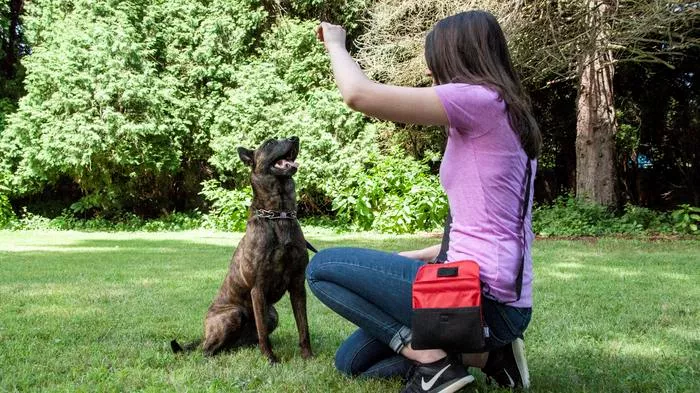 Woman holding treat up while a dog completes sit command