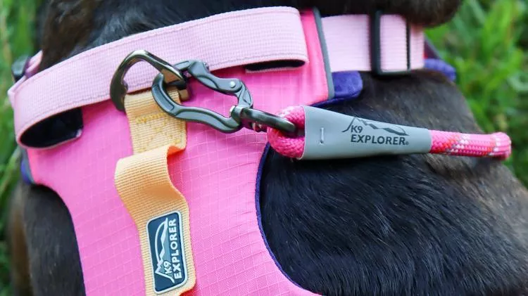 Closeup of dark colored dog wearing a pink harness and leash with K9 Explorer logo.