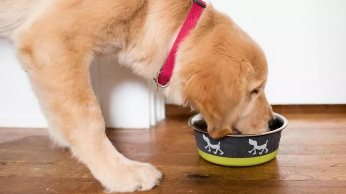 A dog happily eating from a Maslow dog bowl.
