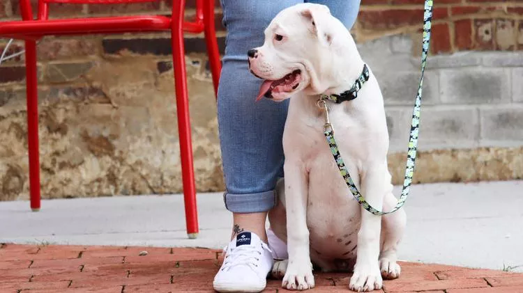 White dog sitting on a brick surface beside a person’s legs, wearing a patterned collar and leash, with a red metal chair and textured brick wall in the background.