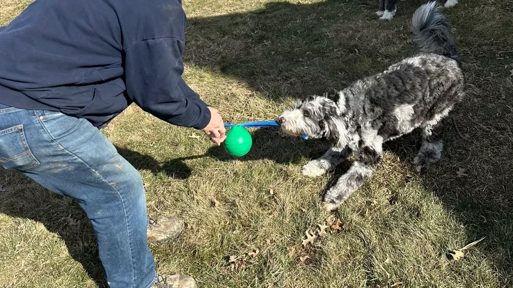 A person in jeans and work boots plays tug-of-war with a large, curly-coated dog using a green ball attached to a blue rope in a grassy yard.