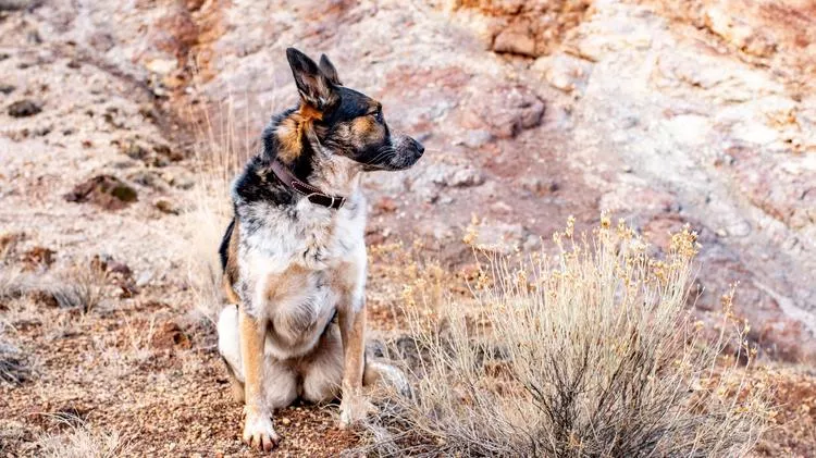 Tan, black, and white dog sitting on rocky terrain in a dry landscape, wearing a collar and looking to the side, with sparse grasses and textured stone in the background.