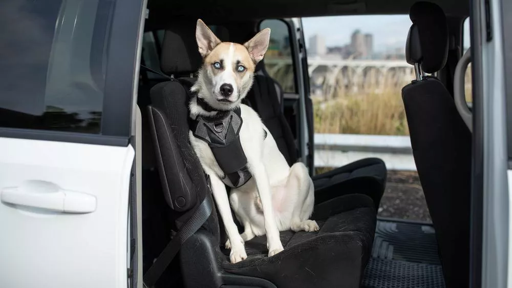 A white and black dog wearing a Bergan Auto Harness is sitting on the backseat of a white vehicle with the door open. The dog is positioned upright on the seat, and the interior of the car is visible, including the black seats and floor mat. In the background, there is an outdoor scene with a blurred city skyline and a bridge.