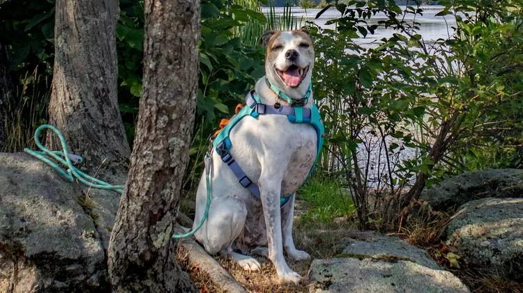 Dog wearing a blue harness sits on rocks near trees beside a lake, facing the camera outdoors.