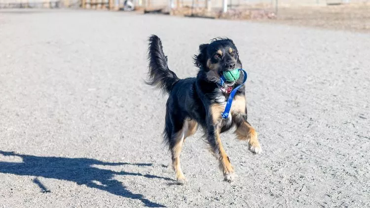 Black and tan dog mid-run on a gravel surface, holding a green PetKORE ball with blue straps with tail raised and shadow cast on the ground.