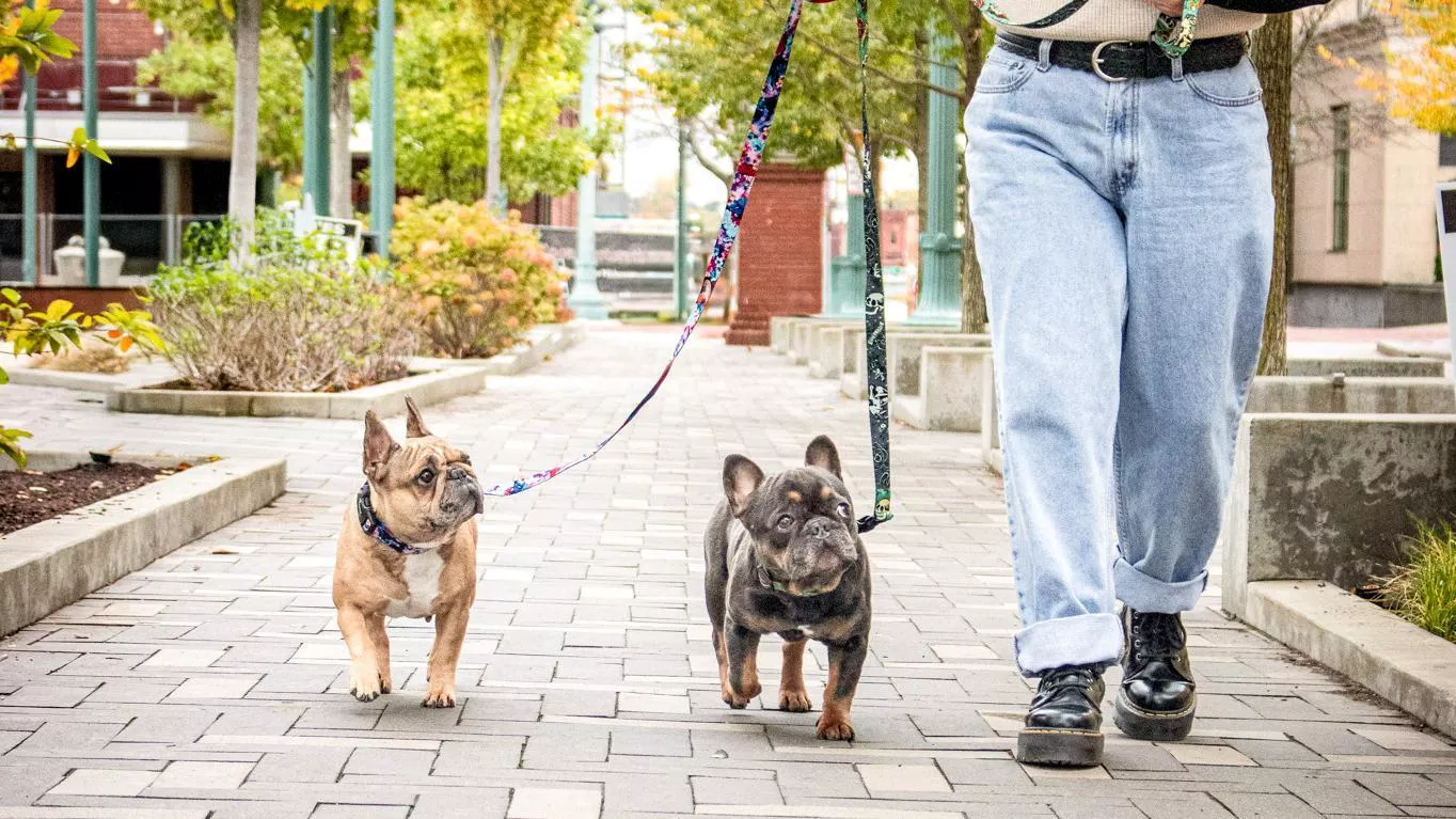 A person wearing light blue jeans and black boots walks two French bulldogs on colorful leashes along a paved path in a city park lined with trees and shrubs.