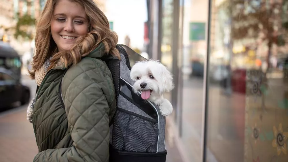 A small white dog with fluffy fur is sitting inside a gray and black Bergab backpack carrier, with its head and front paws sticking out. The dog’s tongue is out, and the carrier is worn on the back of a person dressed in a green quilted jacket. The background shows a city sidewalk with glass windows and blurred buildings.