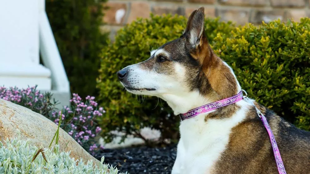 A dog with a short coat, featuring a mix of brown, white, and black fur, is wearing a pink Lazer Brite collar and leash. The dog is sitting outdoors in a garden area with green bushes and small purple flowers in the background, looking to the left.