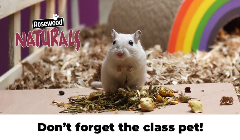 Promotional banner showing a white gerbil standing on bedding beside a pile of dried forage and treats inside a small animal habitat. Overlay text reads “Don’t forget the class pet!” with a button labeled “Shop Naturals.”