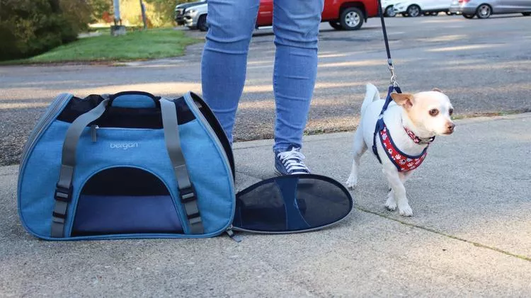 Small dog on a leash stands on a sidewalk beside a blue pet carrier bag, with a person’s legs visible and parked cars in the background.