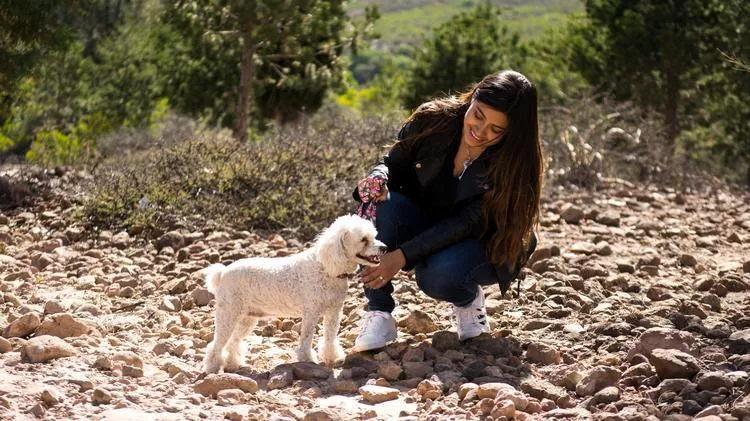 Small white dog standing on a rocky trail beside a person crouching nearby, wearing a harness and leash, with scattered stones, low shrubs, and trees in a sunlit outdoor landscape.