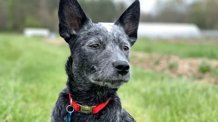 Black and gray speckled dog with upright ears wearing a red collar, standing outdoors in a grassy area with a blurred field and light-colored structure in the background.