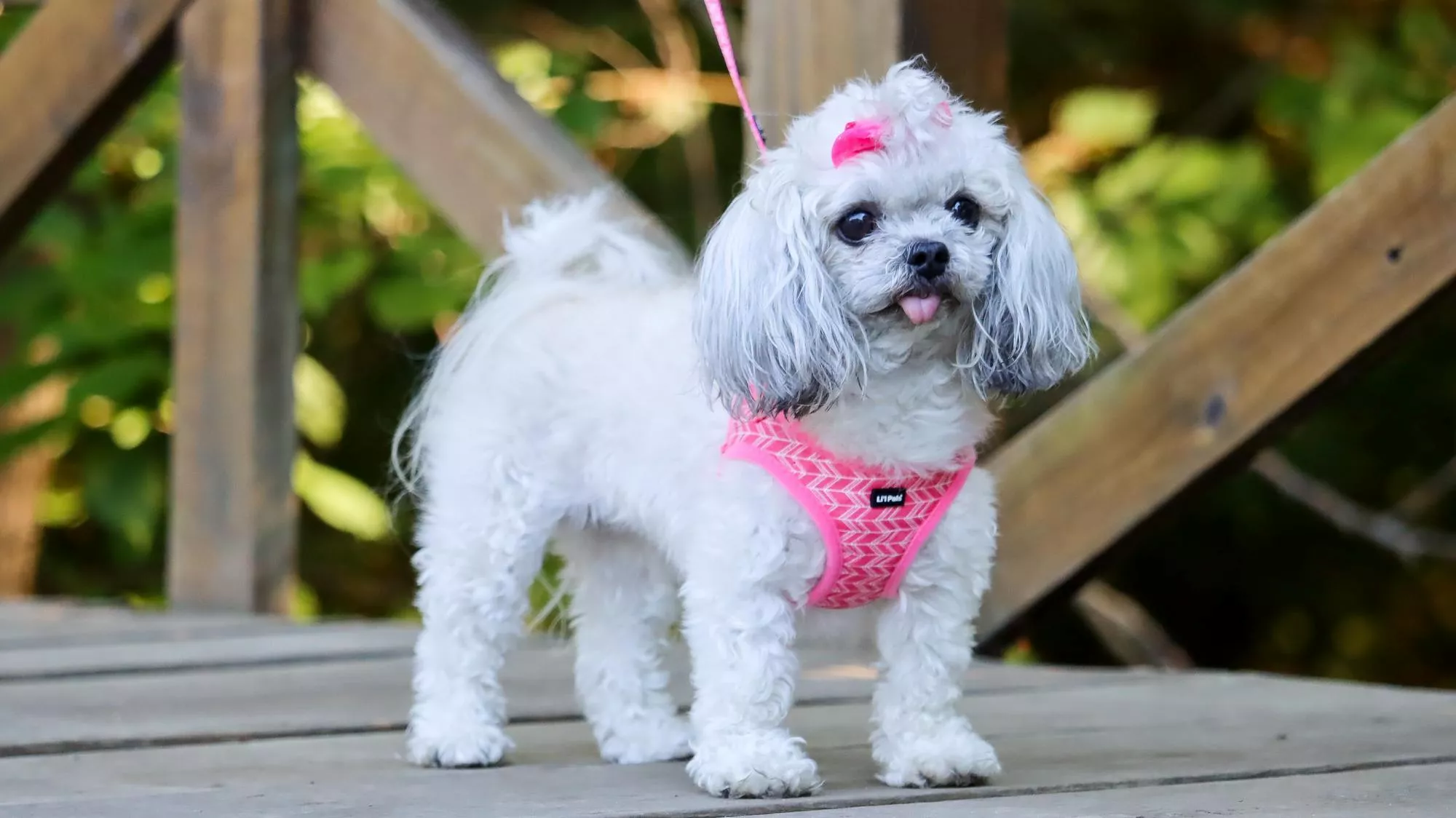Small white dog standing on a wooden bridge, wearing a bright pink harness and leash, with a pink bow on its head and its tongue slightly out, surrounded by green foliage.