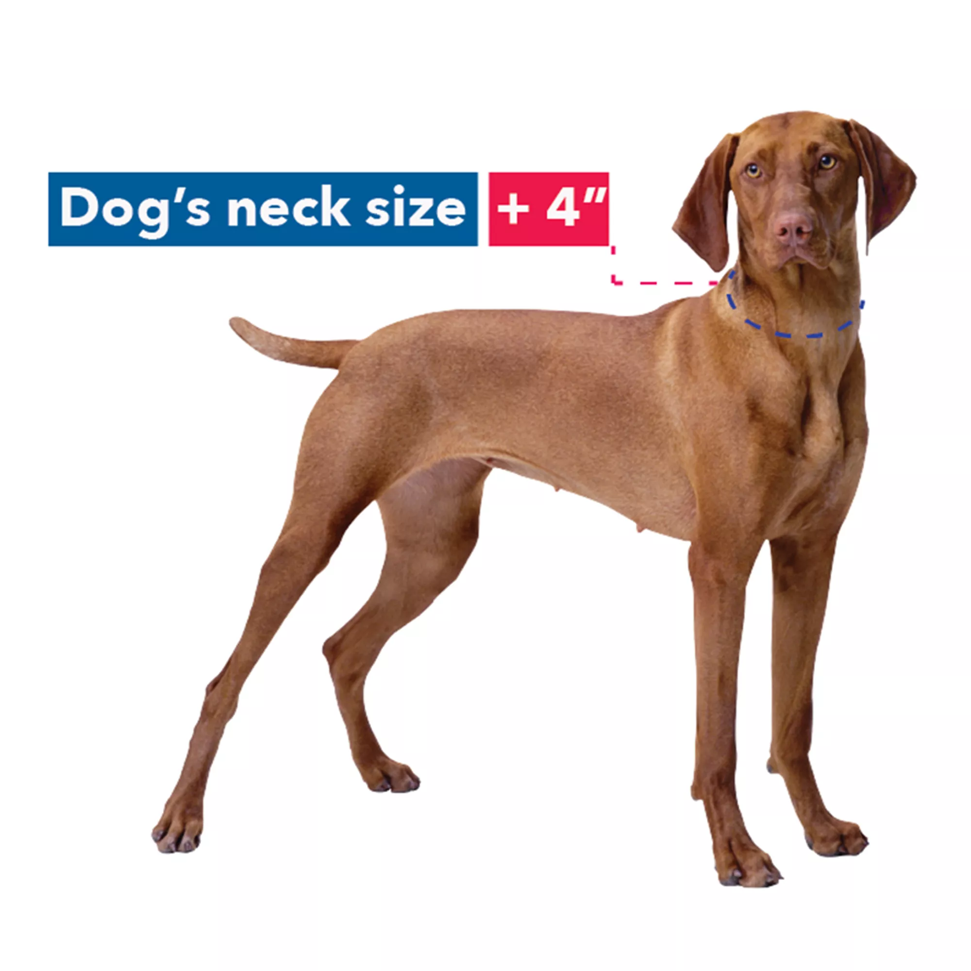 Where to measure a dog's neck for a chain collar