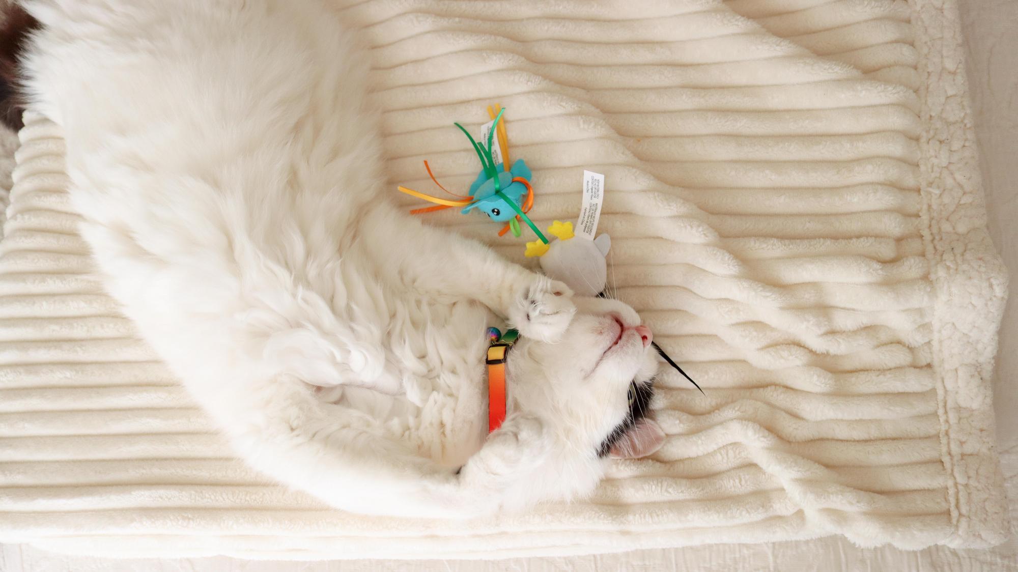 White cat lying on its back on a cream-colored textured blanket, cuddling a small colorful toy while wearing an orange collar.