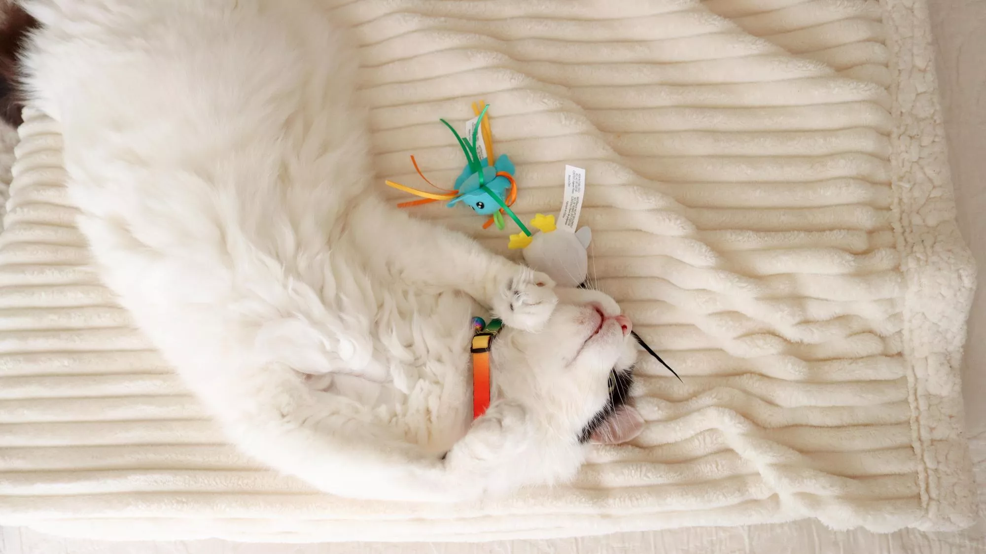 White cat lying on its back on a cream-colored textured blanket, cuddling a small colorful toy while wearing an orange collar.