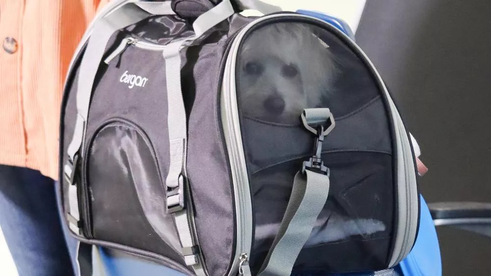 A black and gray Bergan Comfort Carrier, a soft-sided pet carrier with mesh panels and gray straps, is placed on top of a blue hard-shell suitcase. The carrier has the brand name “Bergan” printed on the front and features zippers and buckles for securing the openings. Part of a person wearing an orange textured jacket and dark pants is visible next to the luggage.