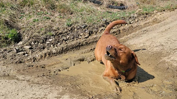 Brown dog wearing a collar playing in a muddy puddle on a dirt path, splashing water and mud with one paw raised and tail curved upward, surrounded by grass and scattered debris along the edge of the path.