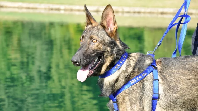 German Shepherd–type dog wearing a personalized blue harness and leash, standing beside a calm body of water with green reflections, tongue out and ears upright.