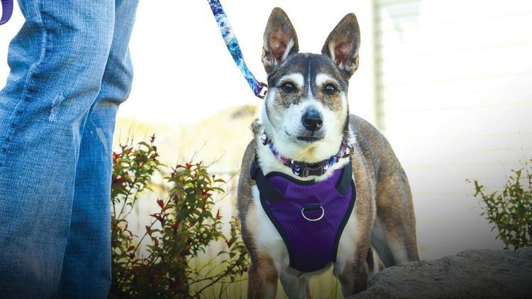 Medium-sized dog wearing a purple harness stands on a leash outdoors near shrubs, with a person’s legs visible beside the dog.