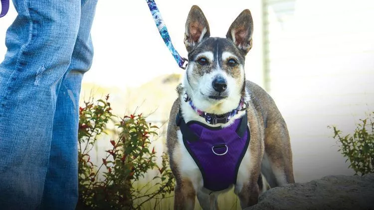 Medium-sized dog wearing a purple harness stands on a leash outdoors near shrubs, with a person’s legs visible beside the dog.